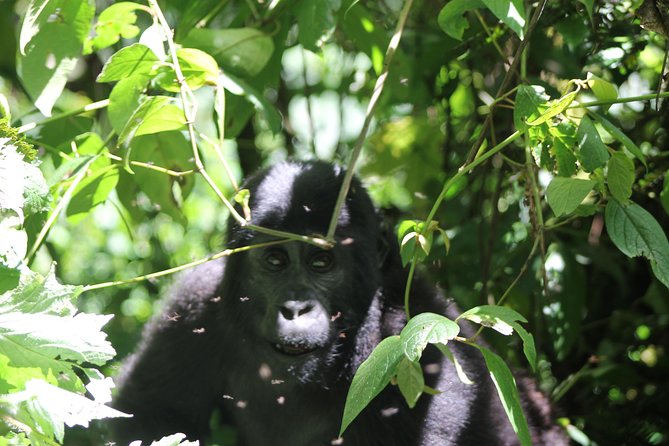 4 Day Gorilla Trekking & Golden Monkeys - Day 1: Entebbe to Bwindi Rushaga Sector
