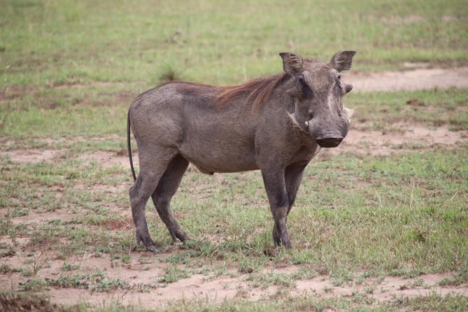 4-Day Gorillas, Wildlife and Chimpanzee Trek at Kalinzu Forest - Key points before you book
