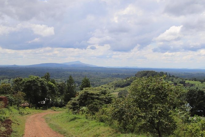 4-Day Gorillas, Wildlife and Chimpanzee Trek at Kalinzu Forest - Day 4: Chimpanzees at Kalinzu Forest Reserve