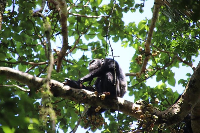 4-Day Gorillas, Wildlife and Chimpanzee Trek at Kalinzu Forest - The people make a practical difference