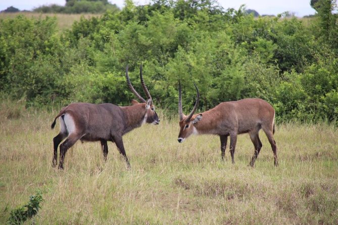 4-Day Gorillas, Wildlife and Chimpanzee Trek at Kalinzu Forest - How strenuous and rushed is the trip?