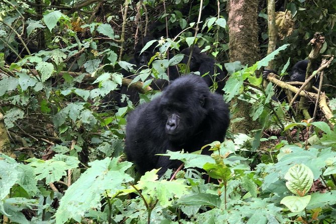 4 Day Gorillas, Wildlife and Chimpanzee Trek at Kibale - Day 1: Kampala or Entebbe to Kibale National Park