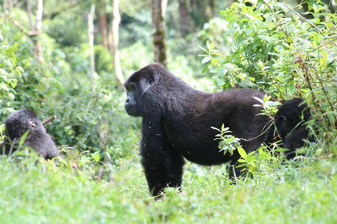 4 Day Gorillas, Wildlife and Chimpanzee Trek at Kibale - What the $2,551.24 price really covers