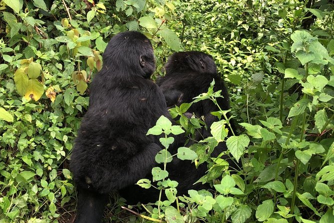 4 Day Gorillas, Wildlife and Chimpanzee Trek at Kibale - Guides, driving, food, and trip organization
