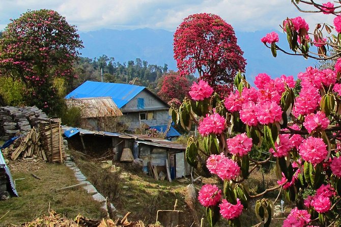 4-Day Private Poon Hill Trekking Tour - The pre-dawn climb to Poon Hill