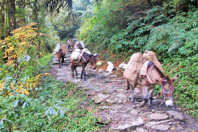 4-Day Private Poon Hill Trekking Tour - The final morning and return to Pokhara