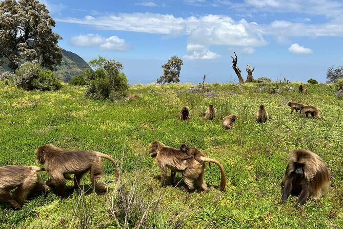 4 Day Trekking Simien Mountains - Key points before you book