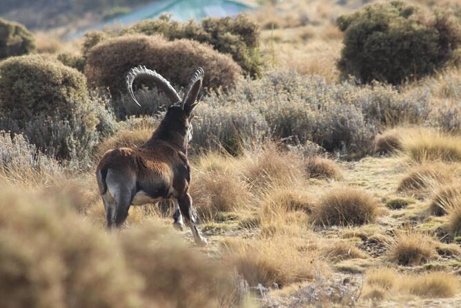 4 Day Trekking Simien Mountains - Why the Simien Mountains make a fine four-day trek
