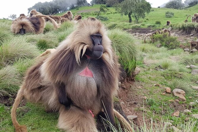 4 Day Trekking Simien Mountains - Camps, meals, and what to pack