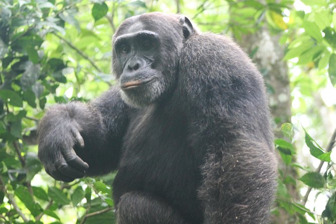 4-Day Uganda Gorilla Trekking and Wildlife Safari - Why this four-day Uganda route works