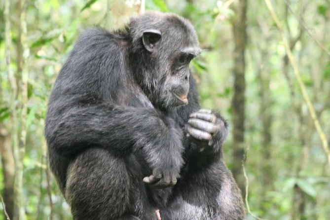 4-Day Uganda Gorilla Trekking and Wildlife Safari - Day one: Equator stop, Queen Elizabeth, and the Kazinga Channel