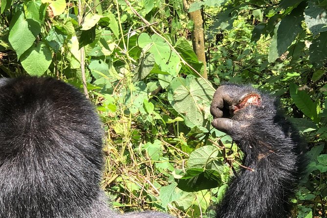 4 Day Uganda Gorilla Trekking Safari with Lake Bunyonyi - Why this safari works for a short Uganda trip