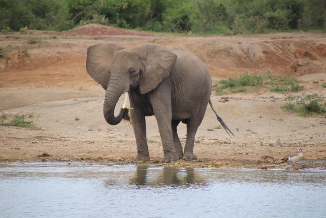 4 Day Uganda Gorilla Trekking Safari with Lake Bunyonyi - Practical details that deserve attention