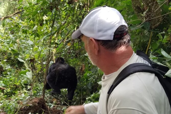 4 Days Gorilla and Chimps trek safari - Why this four-day Uganda route works