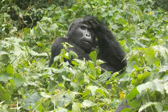 4 Days Gorilla and Chimps trek safari - Day 3: Fort Portal and Bigodi Swamp