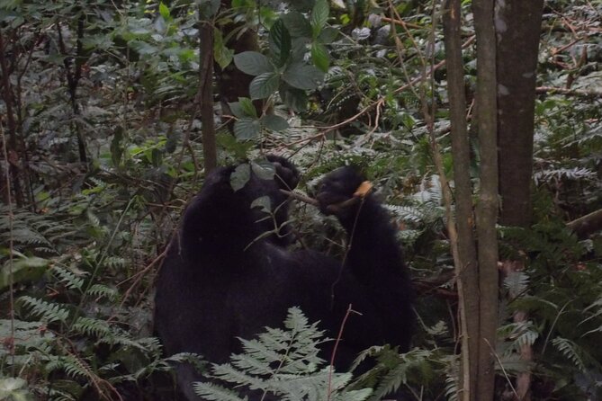 4 Days Gorilla and Chimps trek safari - The guides can make or break the trip