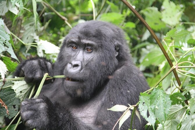 4 Days Gorilla Trekking, Lake Bunyonyi and Rwanda National Parks - Key points worth knowing