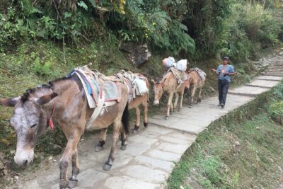 4 Days Poon Hill Trek