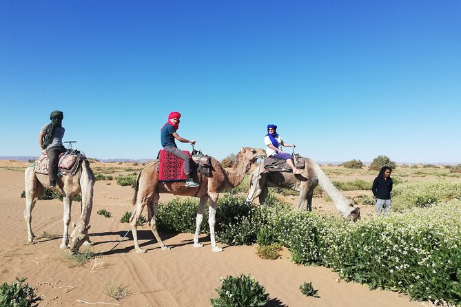 4 days trek - The legs of camels - Rocky massifs, hamadas, and the border mountains