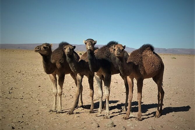 4 days trek - The legs of camels - What the private format really gives you