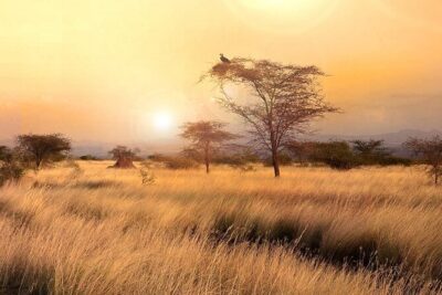 4 Days Trekking to Simien Mountain National Park