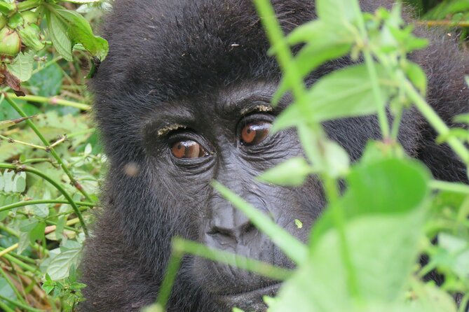 5-Day Bwindi Gorilla and Chimpanzee Trekking Safari in Uganda - Why this Uganda route works