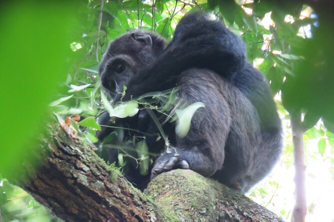 5-Day Bwindi Gorilla and Chimpanzee Trekking Safari in Uganda - Lake Bunyonyi after the trek