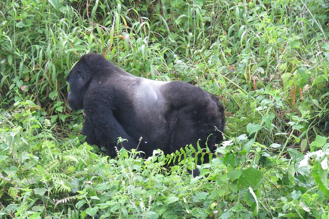 5-Day Bwindi Gorilla and Chimpanzee Trekking Safari in Uganda - Day 2: Chimpanzees, crater lakes, and high views