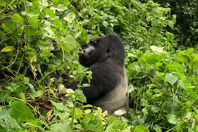 5 Day Gorillas, Wildlife and Kalinzu Forest Chimp Trek - Day 1: The long road from Entebbe to Bwindi