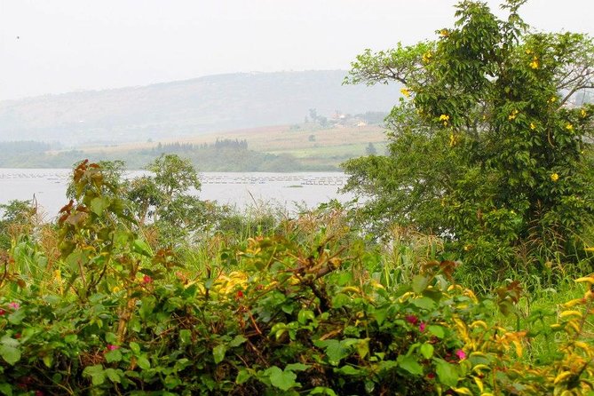 5 Day Gorillas, Wildlife and Kalinzu Forest Chimp Trek - Day 4: Lions, elephants, and the Kazinga Channel