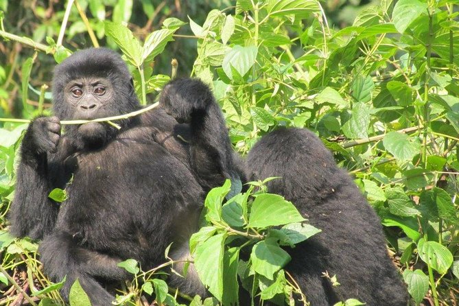 5 Day Gorillas, Wildlife and Kalinzu Forest Chimp Trek - Day 5: Chimpanzees in Kalinzu Forest Reserve