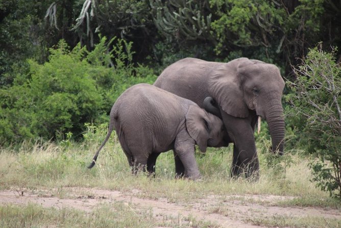 5 Day Gorillas, Wildlife and Kalinzu Forest Chimp Trek - Is $2,780 a fair price?