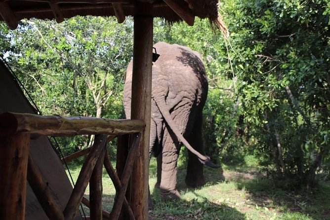 5 Day Gorillas, Wildlife and Kalinzu Forest Chimp Trek - Day 2: The gorilla trek in Bwindi Impenetrable Forest