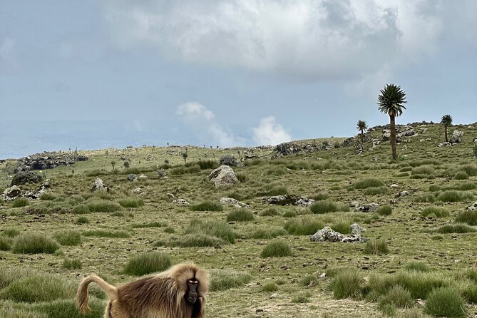 5-Day Northern Ethiopia Tour : 3D Simien Mountains Trek & Axum. - Sankaber introduces the Simien Mountains