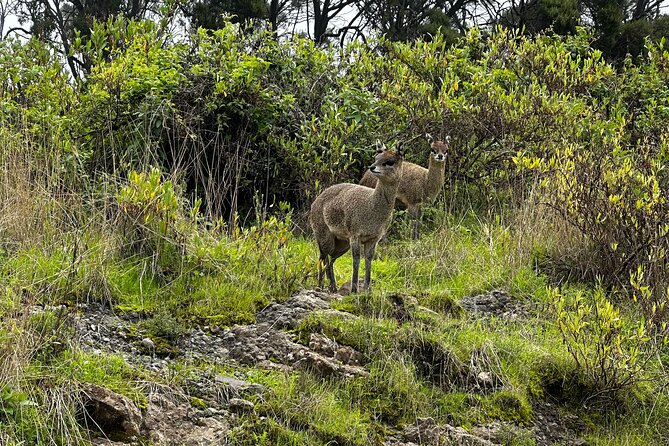 5-Day Northern Ethiopia Tour : 3D Simien Mountains Trek & Axum. - Sankaber to Geech follows rivers and waterfalls