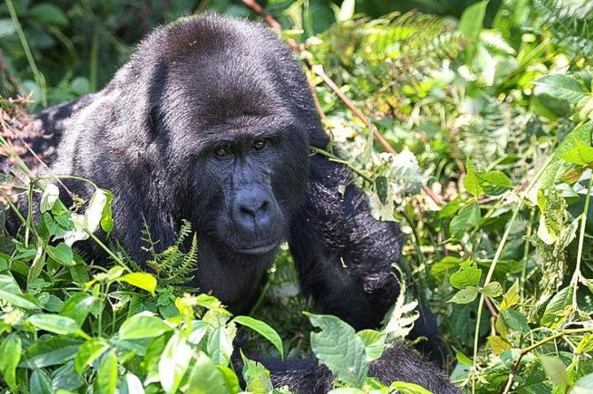 5-Day Pearl of Africa Chimps and Gorilla Trekking Safari - Key points at a glance