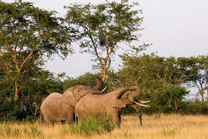 5-Day Pearl of Africa Chimps and Gorilla Trekking Safari - Day 2: Kyambura Gorge and the Kazinga Channel