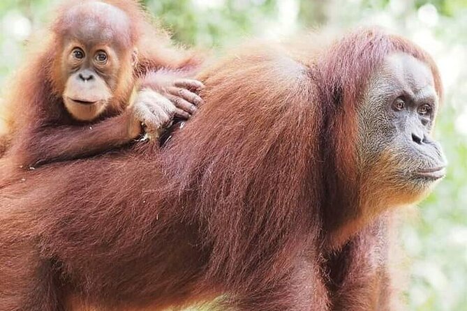 5 Day's 4 Night's jungle Tour trekking in Bukit Lawang - Five details that shape this jungle trek