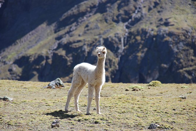 5 Day - Salkantay trek to Machu Picchu - Group Service - Fitness, altitude, and what to pack
