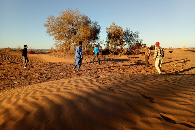 5-day trek - In the Draa Valley - Days one and two: Ergs, animal trails, and desert plants