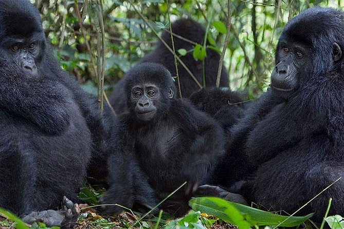 5 Days Bwindi gorilla trekking and Queen Elizabeth safari - Day two: The long road to Bwindi