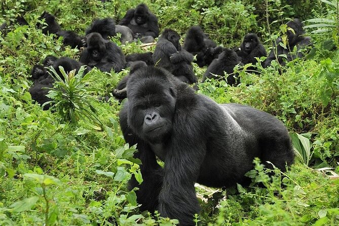5 Days Gorilla and Chimpanzee Trekking in Uganda - Day 1: Kampala to Kibale through Fort Portal