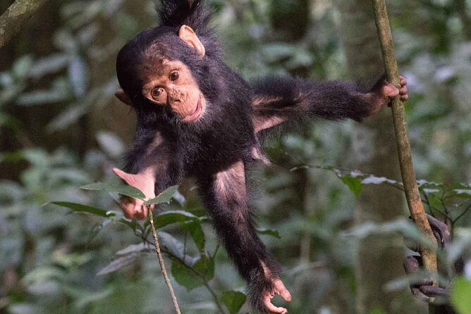 5 Days Gorilla and Chimpanzee Trekking in Uganda - Lake Bunyonyi after the gorillas