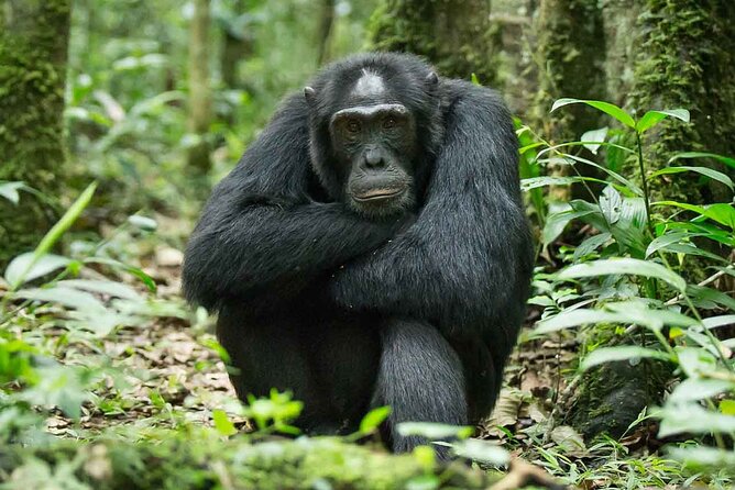 5 Days Gorilla and Chimpanzee Trekking in Uganda - Day 5: Canoeing, then back to Kampala