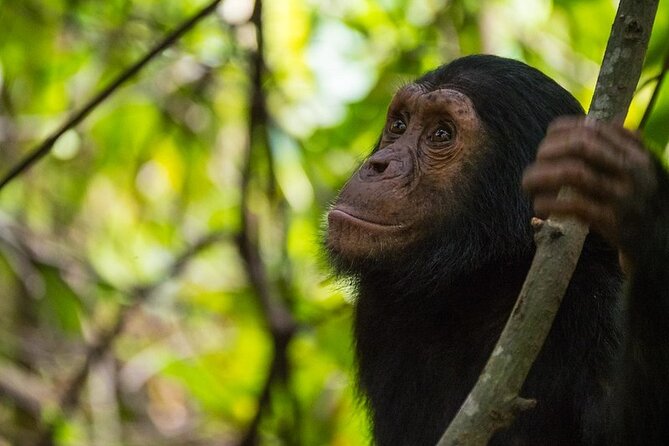 5 Days Gorilla and Chimpanzee Trekking in Uganda - Day 2: Chimpanzees near Kanyanchu