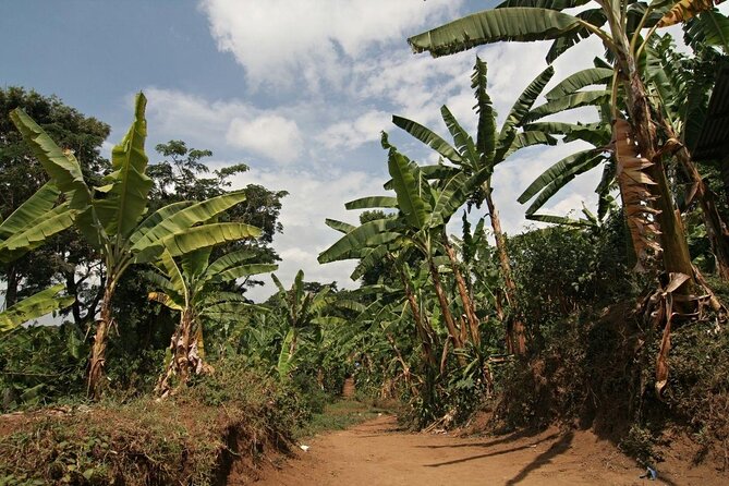 5 Days Marangu Route Kilimanjaro Trekking - What The Five-Day Marangu Route Is Really Like