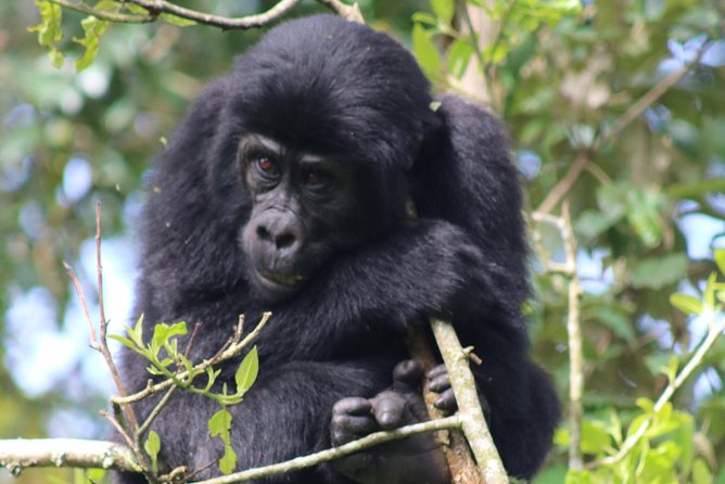 6 Day Gorillas, Golden Monkeys and Chimp Trek at Kibale - Key points to know before you book