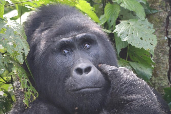 6 Day Gorillas, Golden Monkeys and Chimp Trek at Kibale - Why this six-day route packs in so much