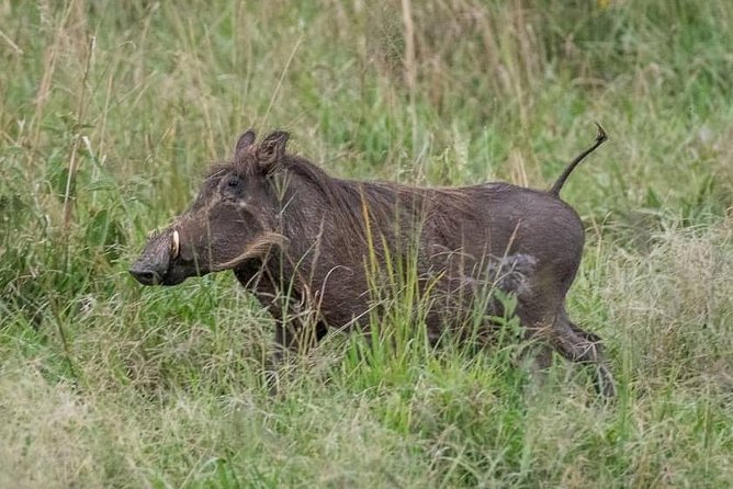 6 Day Gorillas, Golden Monkeys and Chimp Trek at Kibale - Day 5: Golden monkeys in Mgahinga and Lake Bunyonyi