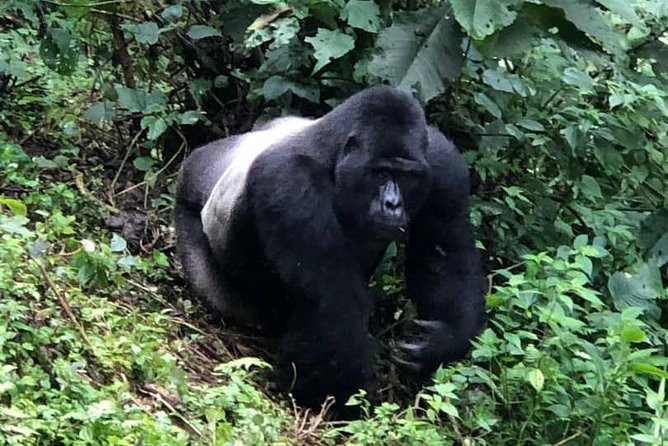 6 Day Gorillas, Golden Monkeys and Chimp Trek at Kibale - What the private format really gives you